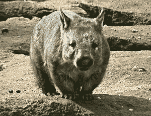 wheresthewombat?